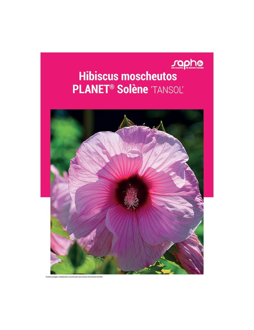 HIBISCUS MOSCHEUTOS "Planet® Solene"
