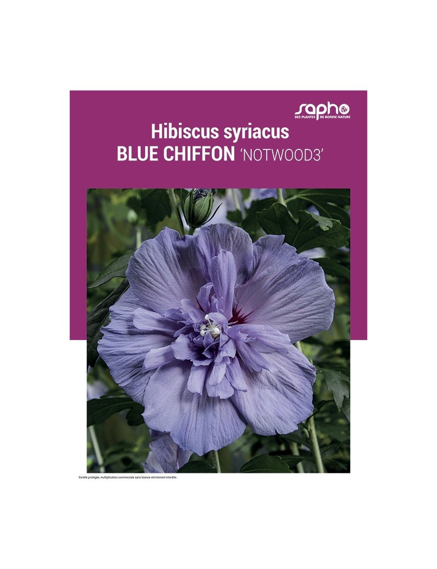HIBISCUS SYRIACUS "Blue Chiffon"