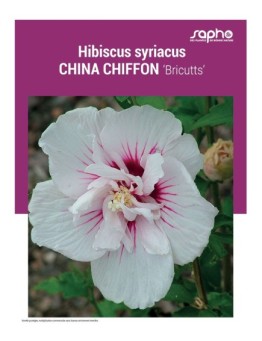 HIBISCUS SYRIACUS "China Chiffon"