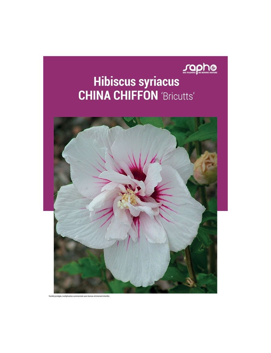 HIBISCUS SYRIACUS "China Chiffon"