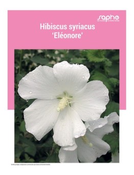 HIBISCUS SYRIACUS "Eleonore"