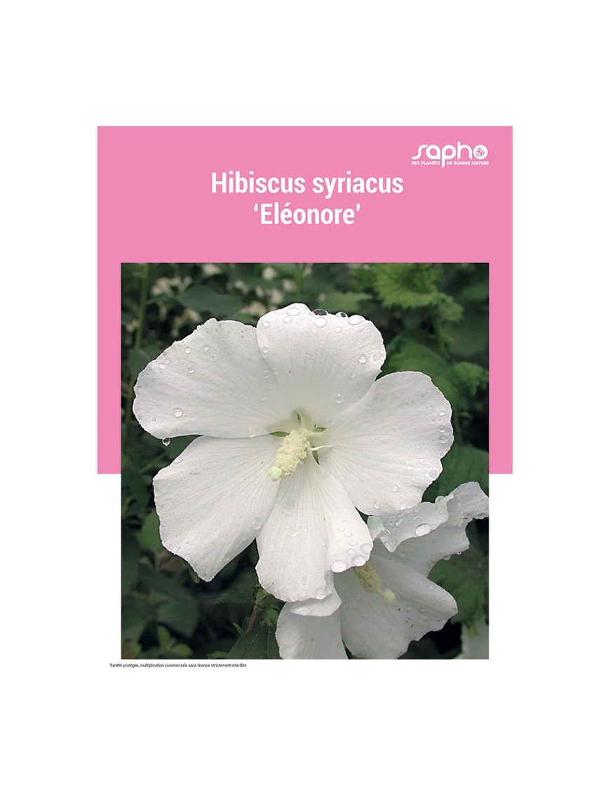 HIBISCUS SYRIACUS "Eleonore"