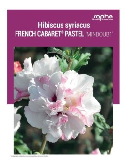 HIBISCUS SYRIACUS "French Cabaret® Pastel"
