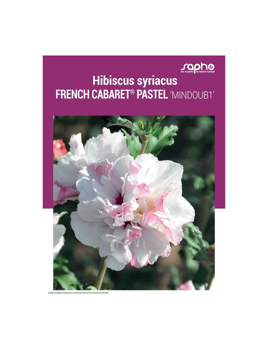 HIBISCUS SYRIACUS "French Cabaret® Pastel"