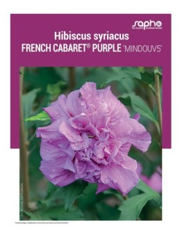 HIBISCUS SYRIACUS "French Cabaret® Purple"