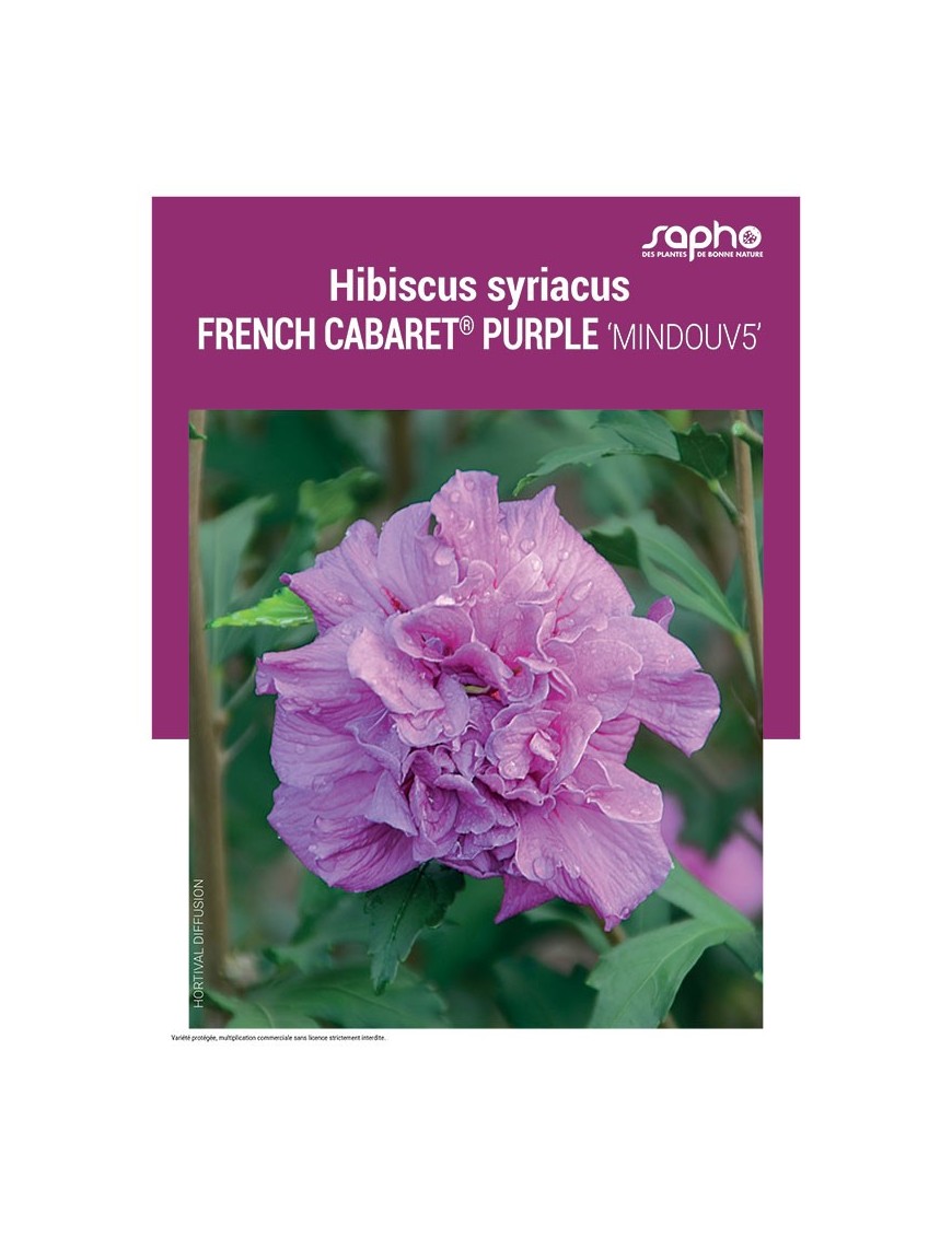 HIBISCUS SYRIACUS "French Cabaret® Purple"