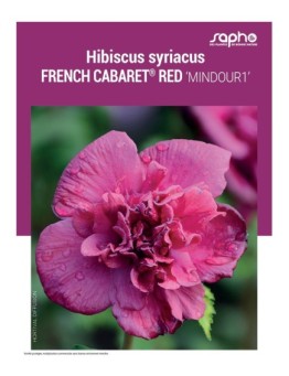 HIBISCUS SYRIACUS "French Cabaret® Red"