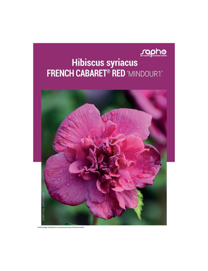 HIBISCUS SYRIACUS "French Cabaret® Red"