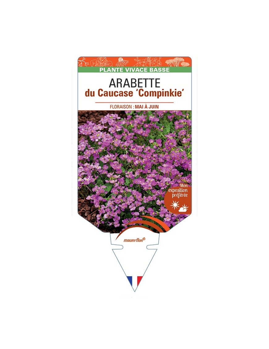 ARABETTE x arendsii Compinkie voir Arabette du Caucase
