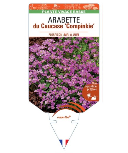 ARABETTE x arendsii Compinkie voir Arabette du Caucase