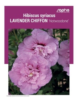 HIBISCUS SYRIACUS "Lavender Chiffon"