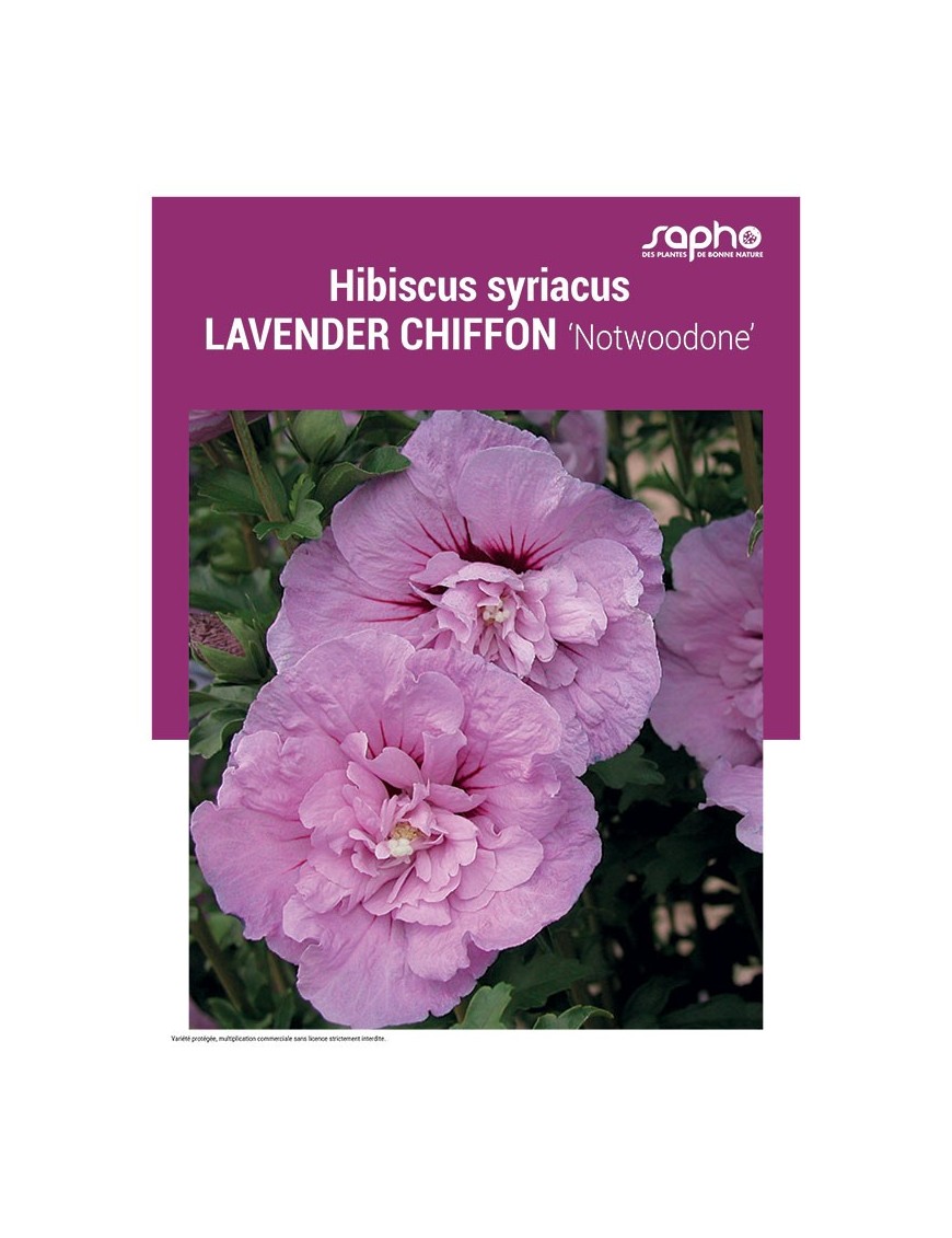 HIBISCUS SYRIACUS "Lavender Chiffon"