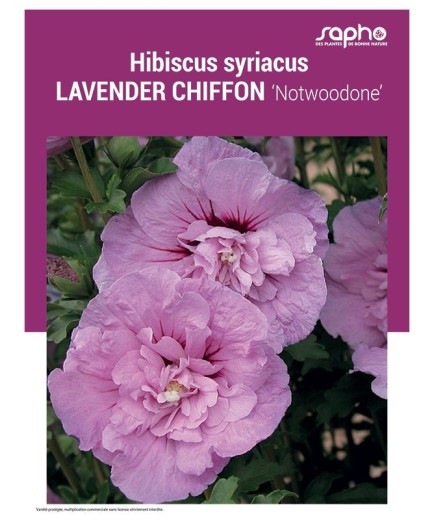 HIBISCUS SYRIACUS "Lavender Chiffon"