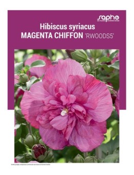 HIBISCUS SYRIACUS "Magenta Chiffon"