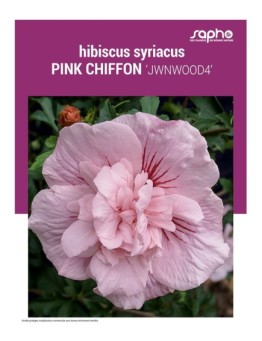 HIBISCUS SYRIACUS "Pink Chiffon"