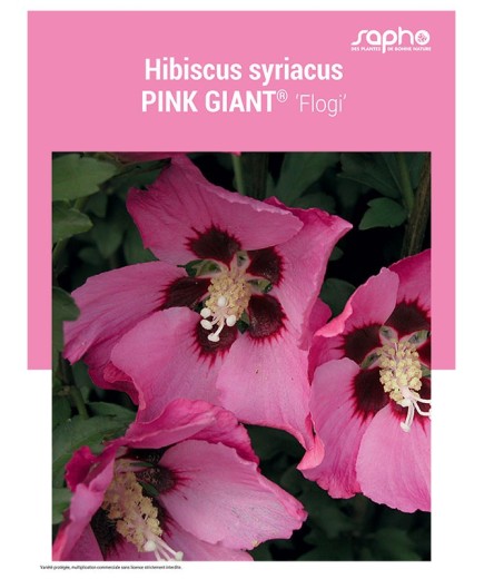HIBISCUS SYRIACUS "Pink Giant®"