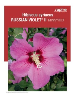HIBISCUS SYRIACUS "Russian Violet® II"