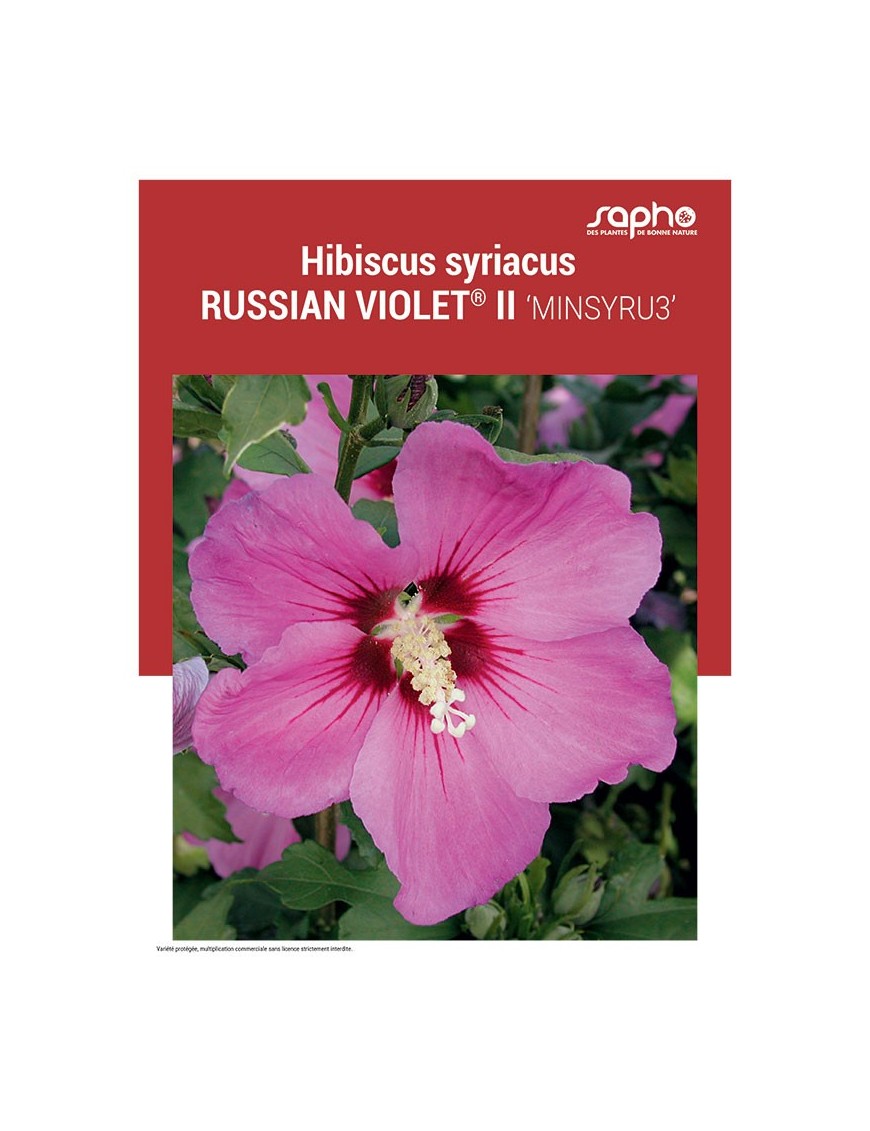HIBISCUS SYRIACUS "Russian Violet® II"