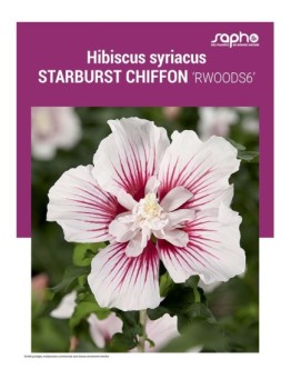 HIBISCUS SYRIACUS "Starburst Chiffon"