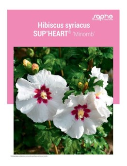 HIBISCUS SYRIACUS "Sup'Heart®"