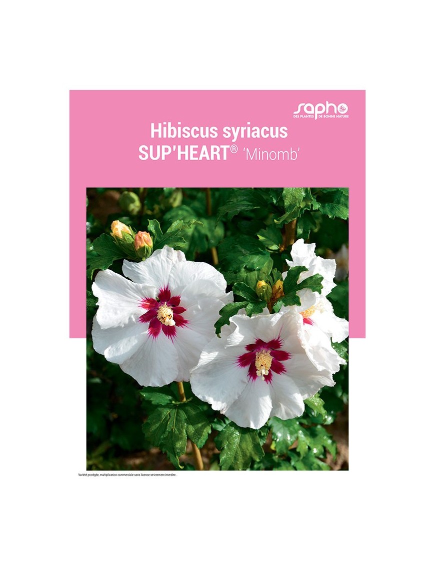 HIBISCUS SYRIACUS "Sup'Heart®"