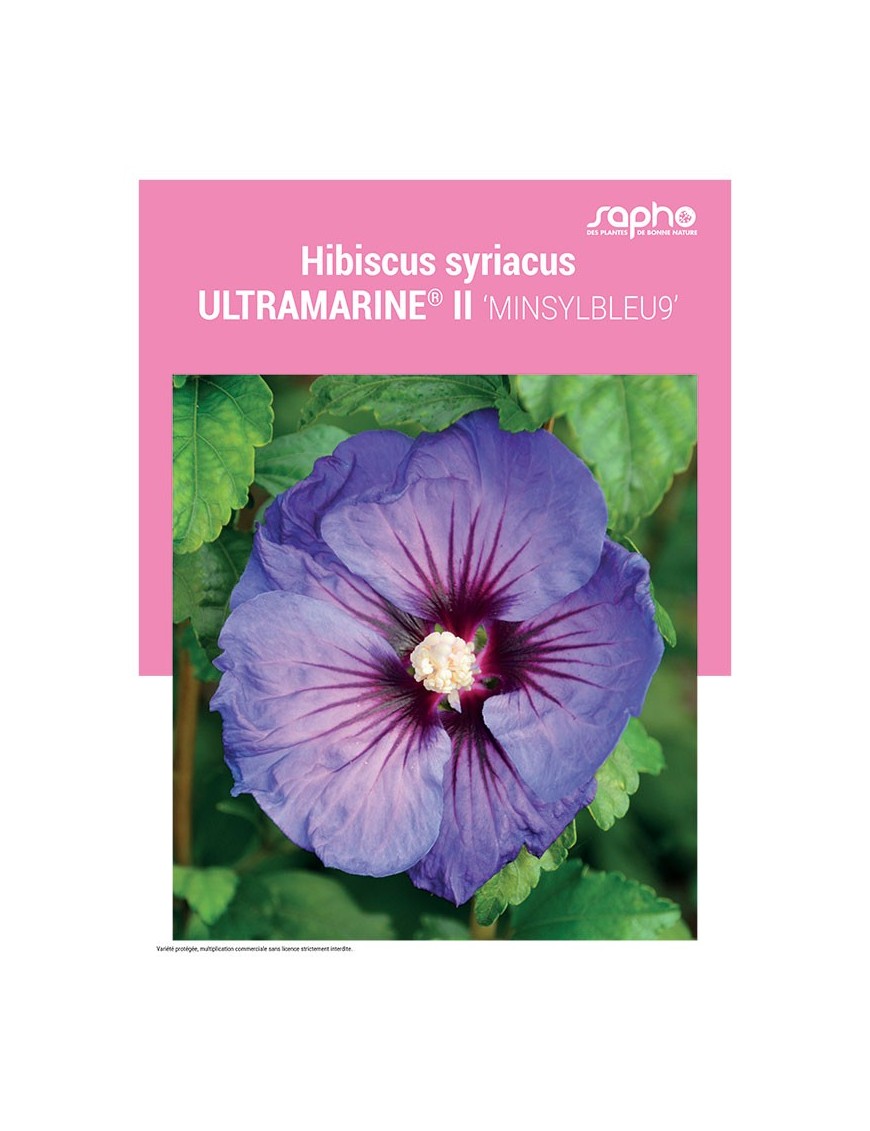 HIBISCUS SYRIACUS "Ultramarine® II"
