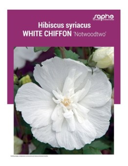 HIBISCUS SYRIACUS "White Chiffon"