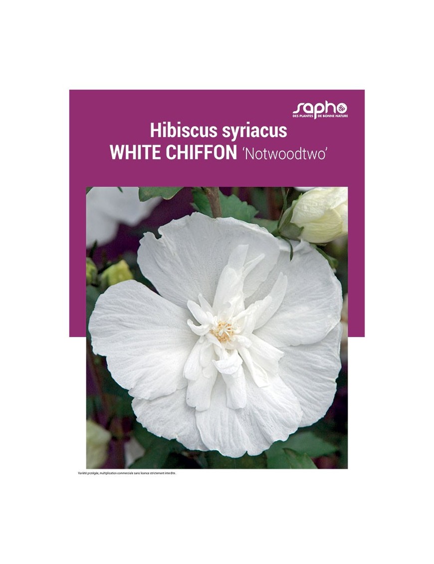 HIBISCUS SYRIACUS "White Chiffon"