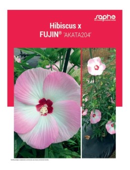HIBISCUS X "Fujin®"