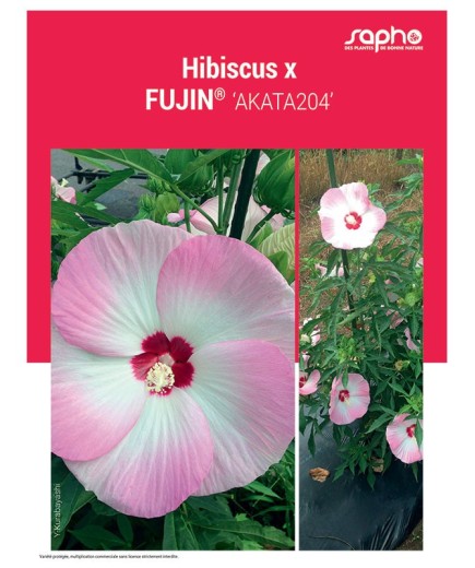 HIBISCUS X "Fujin®"