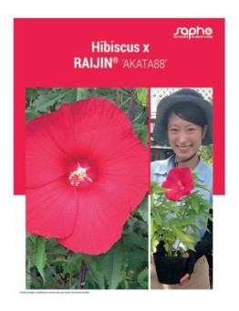 HIBISCUS X "Raijin®"
