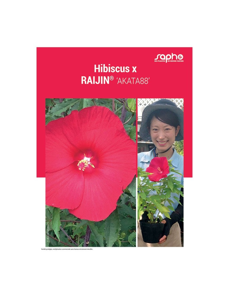 HIBISCUS X "Raijin®"
