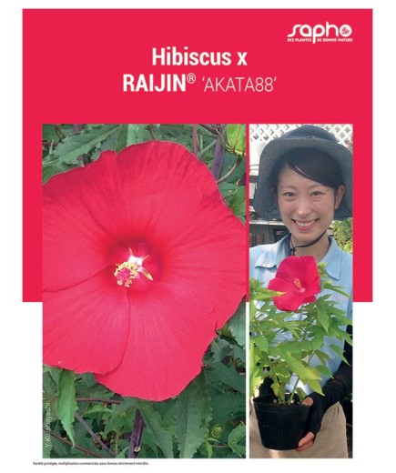 HIBISCUS X "Raijin®"