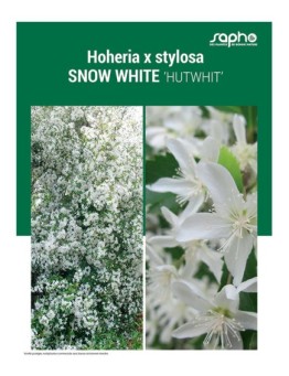 HOHERIA X STYLOSA "Snow White"