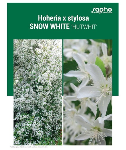 HOHERIA X STYLOSA "Snow White"