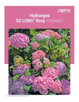 HYDRANGEA "So Long® Rosy"