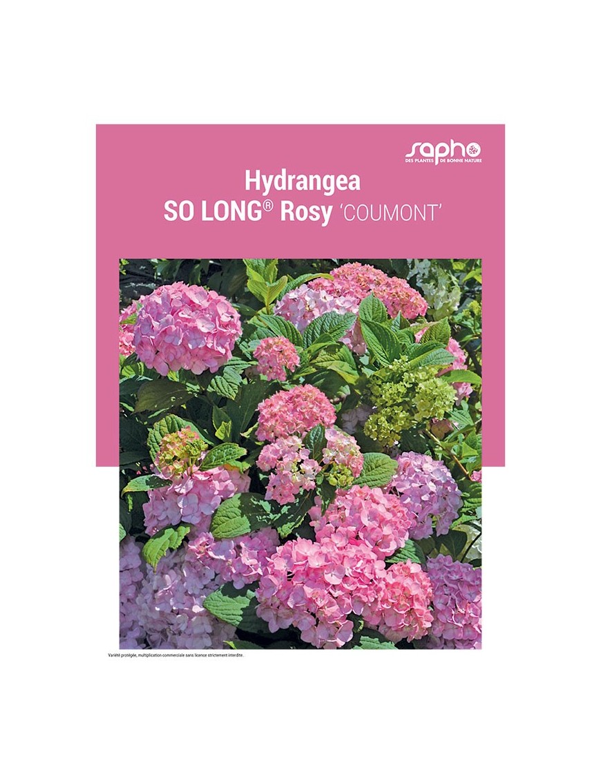 HYDRANGEA "So Long® Rosy"