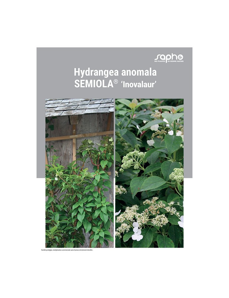 HYDRANGEA ANOMALA "Semiola®"