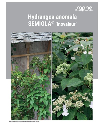 HYDRANGEA ANOMALA "Semiola®"