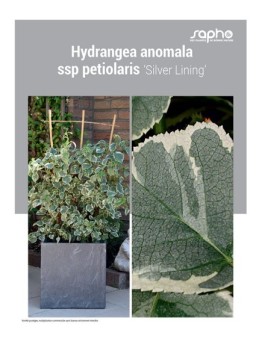 HYDRANGEA ANOMALA "SSP Petiolaris"