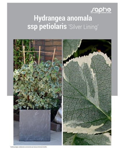 HYDRANGEA ANOMALA "SSP Petiolaris"