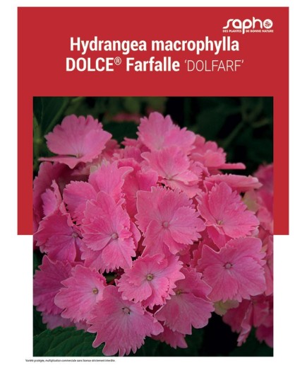 HYDRANGEA MACROPHYLLA "Dolce® Farfalle"