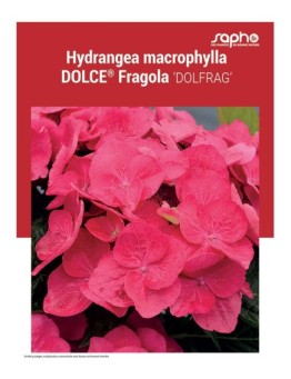 HYDRANGEA MACROPHYLLA "Dolce® Fragola"