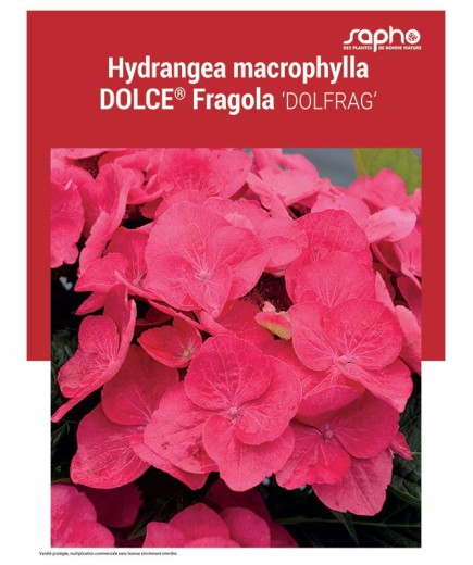 HYDRANGEA MACROPHYLLA "Dolce® Fragola"