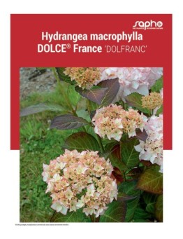HYDRANGEA MACROPHYLLA "Dolce® France"