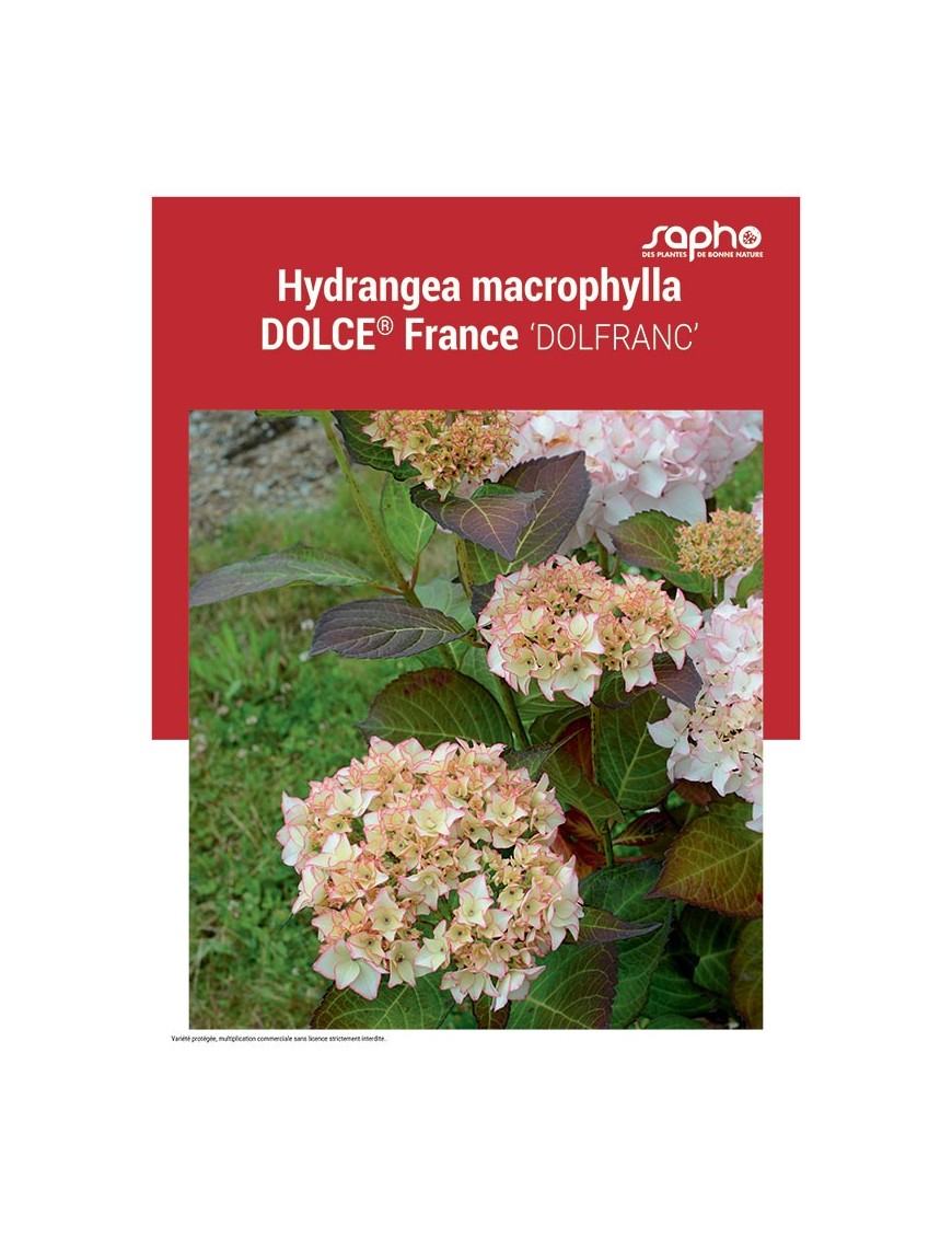 HYDRANGEA MACROPHYLLA "Dolce® France"