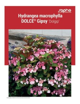 HYDRANGEA MACROPHYLLA "Dolce® Gipsy"