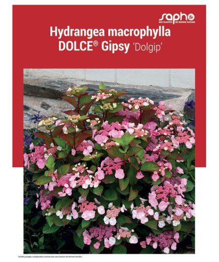 HYDRANGEA MACROPHYLLA "Dolce® Gipsy"