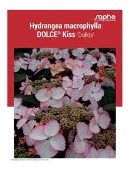 HYDRANGEA MACROPHYLLA "Dolce® Kiss"