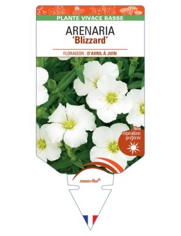 ARENARIA (montana) Blizzard